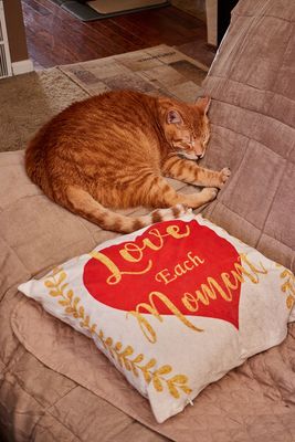 Morris in a new spot!              IMG_3223.jpg