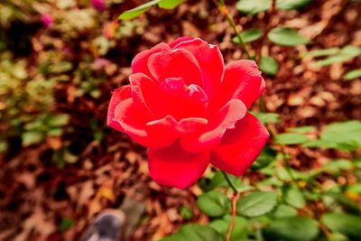 IMG_2421.jpg