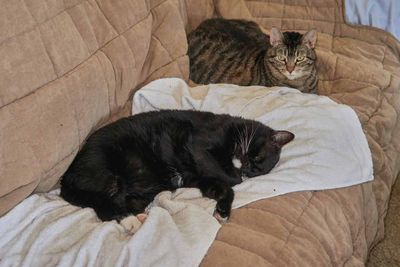 TikTok (foreground), Ling (background).            IMG_2447.jpg