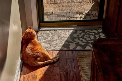 Morris getting some sun.            IMG_2509.jpg