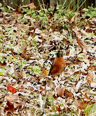 Lots of these birds hopping around in the back yard. Digging up worms?            IMG_3424.jpg