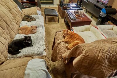 The gang. Ling,Sylvester,TicTok,Morris  IMG_2525.jpg
