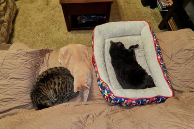 Ling, Sylvester, TicTok sleep time.     IMG_2561.jpg