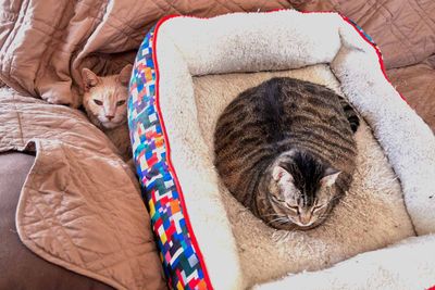 Sylvester (peeking!) and Ling         IMG_2605.jpg