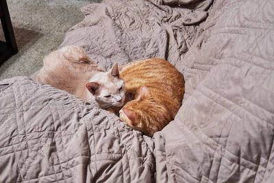 Sylvester and Morris         IMG_2606.jpg
