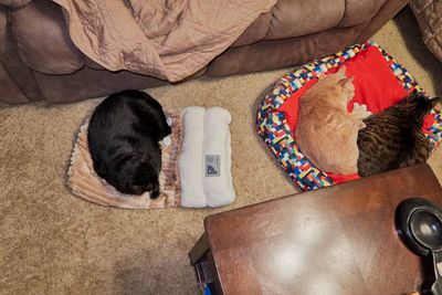 TicTik and Sylvester and Ling         IMG_2624.jpg
