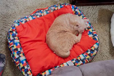 Sylvester            IMG_2628.jpg