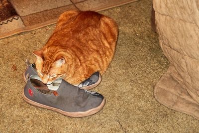 Morris, the shoe cat!         IMG_2632.jpg