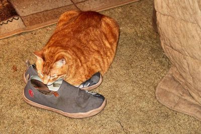 Morris, the shoe kitty.            IMG_2632.jpg