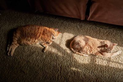 Kitties!