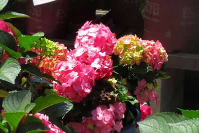 IMG_4085.jpg