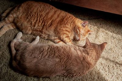 Morris and Sylvester       IMG_2983.jpg