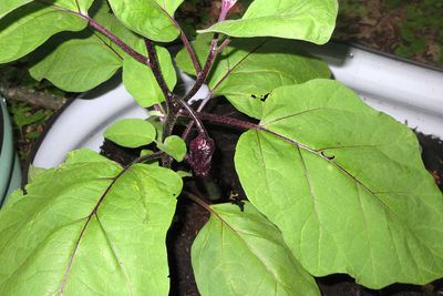 Glo's egg plant!       IMG_4110.jpg