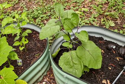 Eggplant          IMG_3721.jpg