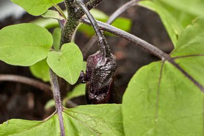 Eggplant        IMG_3722.jpg