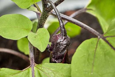 Eggplant          IMG_3724.jpg