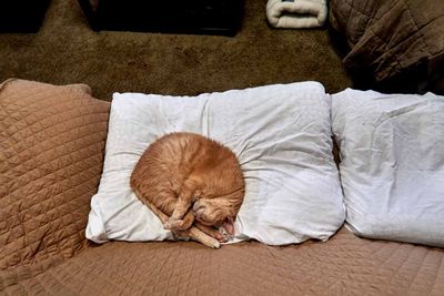 Kitties!
