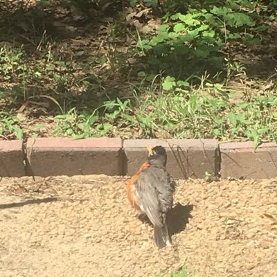 Bird in back yard.jpg