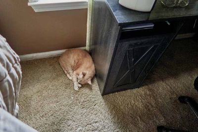 Kitties!
