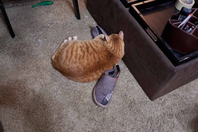 Morris on my shoes August 2025     IMG_3432.jpg