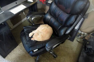 Sylvester in my chair.          IMG_4635.jpg
