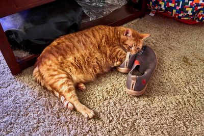 Morris on my shoes.   IMG_3596.jpg