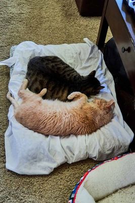 Ling and Sylvester        IMG_3722.jpg