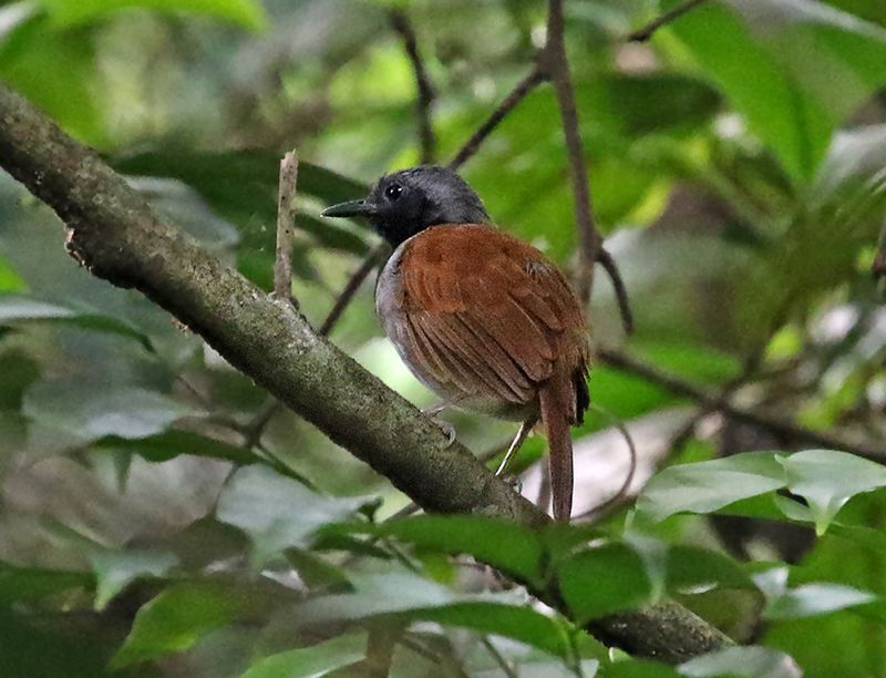 White-bellied Antbird