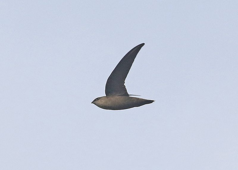 Chimney Swift