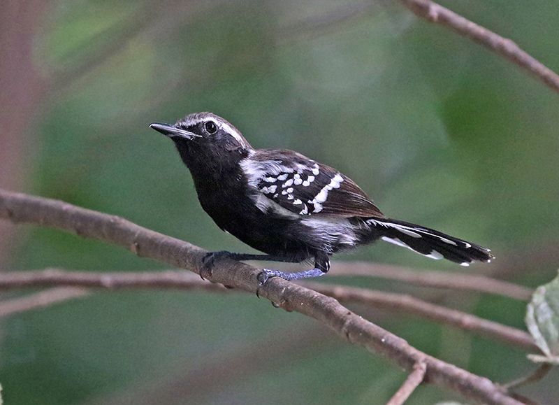 White-fringed Antwren