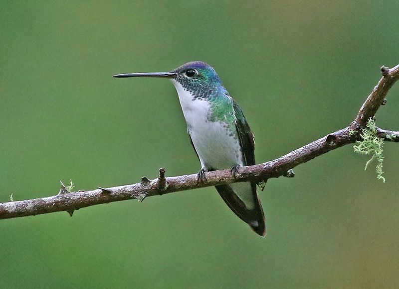 Andean Emerald