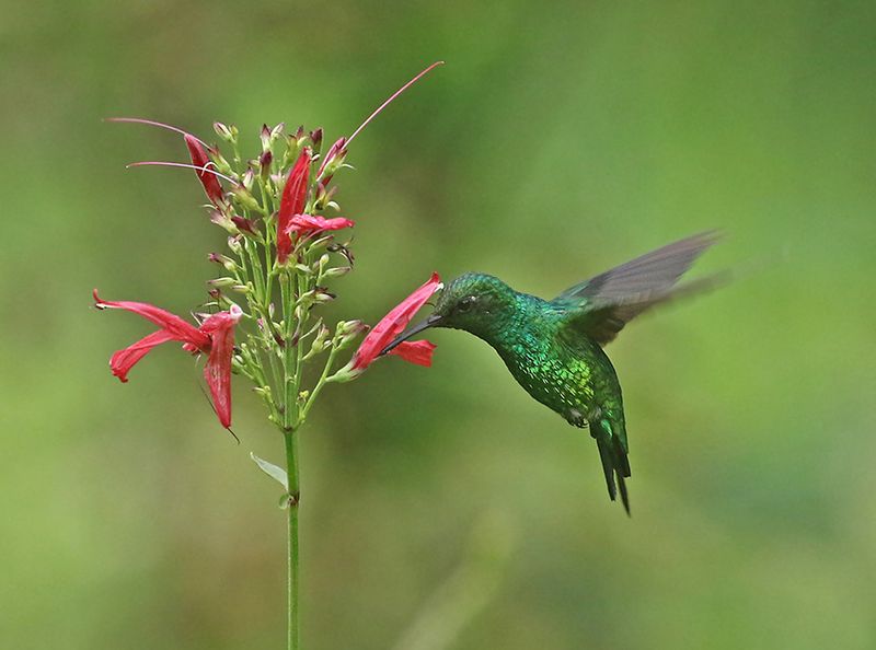 Western Emerald