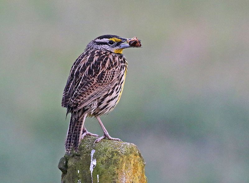 Eastern Meadowlark
