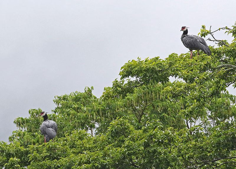 Northern Screamer