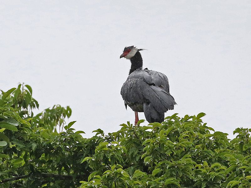 Northern Screamer