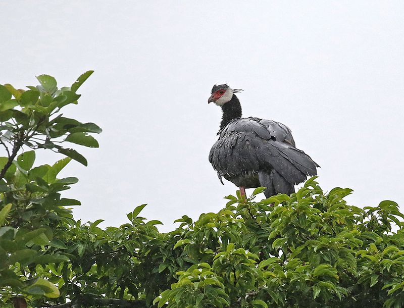 Northern Screamer