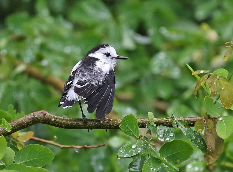 Pied Water-Tyrant