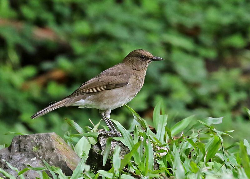 Black-billed Thrush