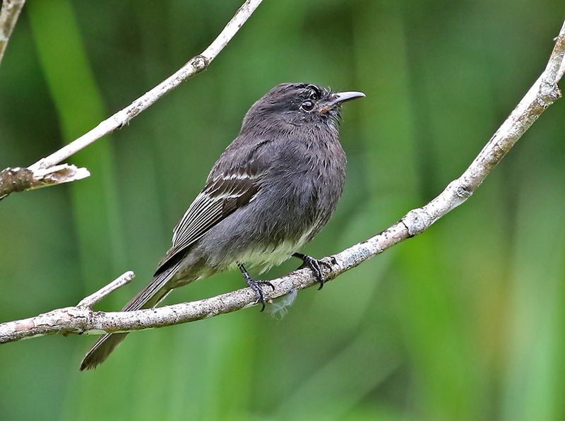 Black Phoebe