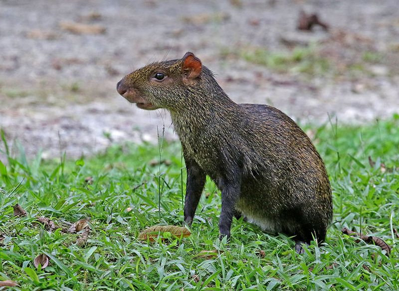 Central American Agouti