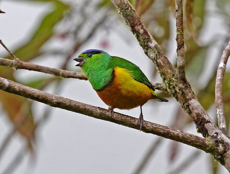Chestnut-bellied Chlorophonia