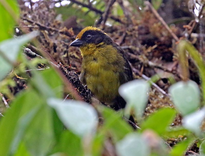 Choco Brushfinch