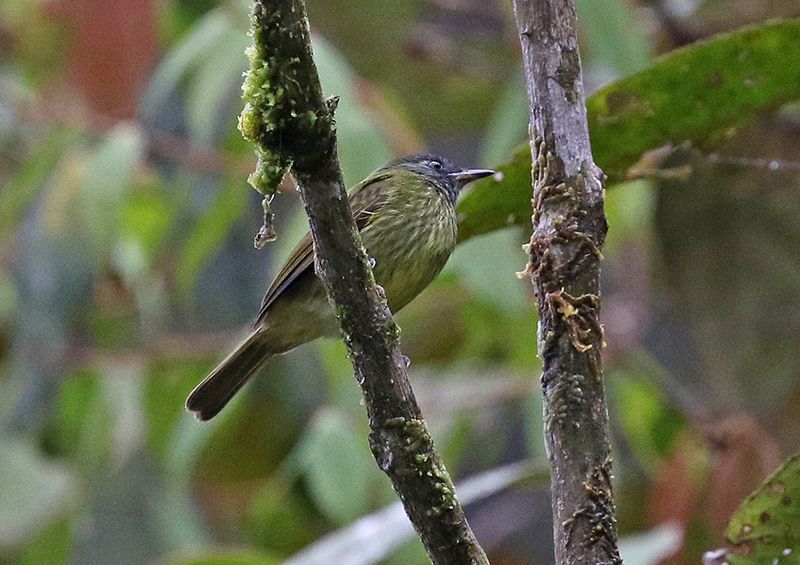 Streak-necked Flycatcher