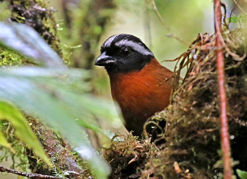 Tanagerfinch