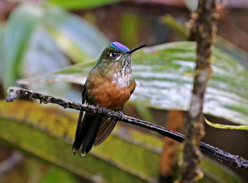 Violet-tailed Sylph
