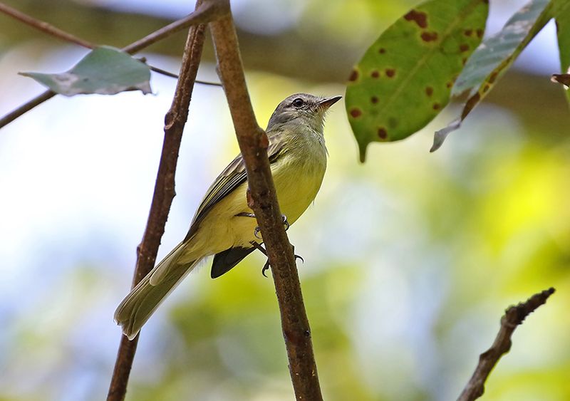 Forest Elaenia