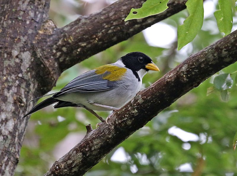 Golden-winged Sparrow