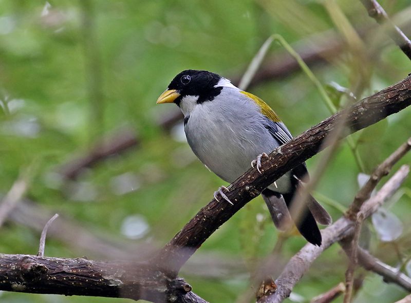 Golden-winged Sparrow