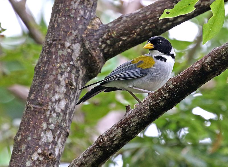 Golden-winged Sparrow