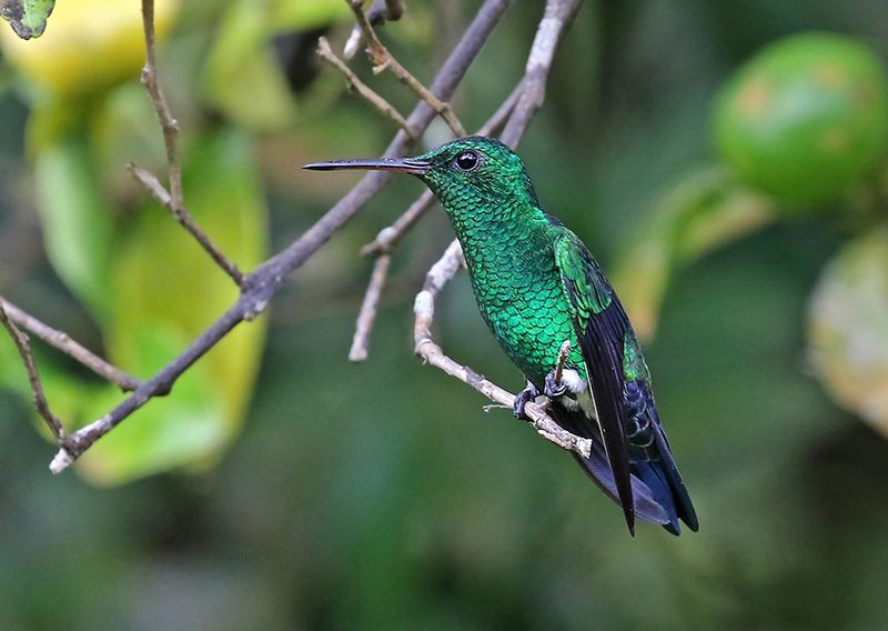 Steely-vented Hummingbird